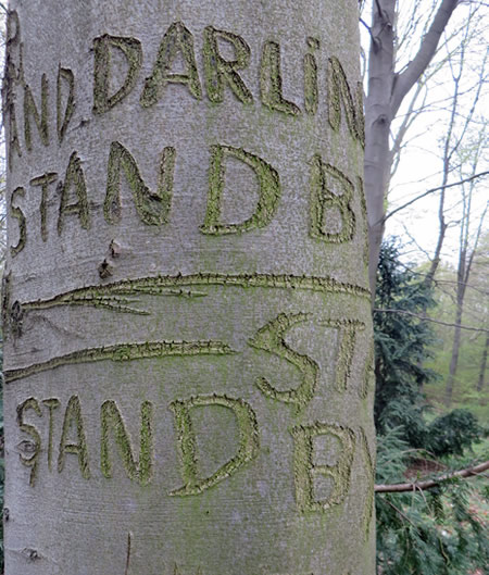 The Chorus to 'Stand by Me' - carved into a second tree in Tiergarten