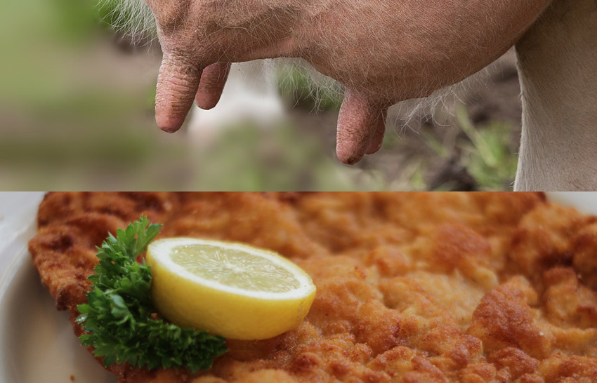 Berlin's improbable culinary curiosity - a schnitzel made from cow's udders!
