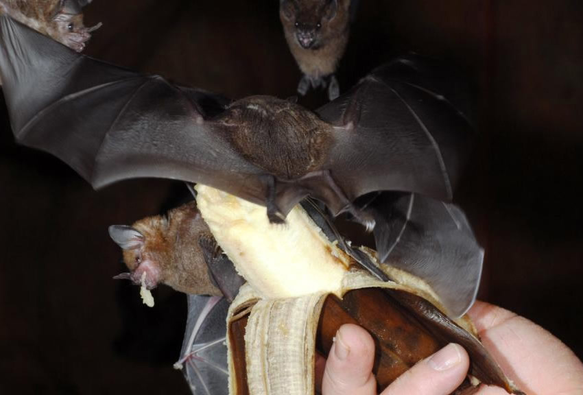 Visit the fruit bats at Berlin's own bat cave in the Spandau Citadel