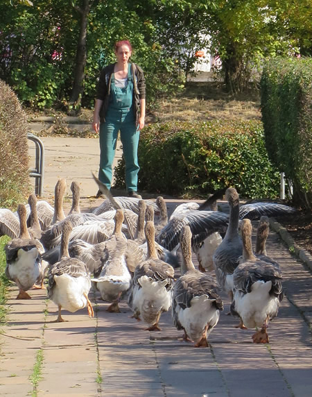 Tending the geese in Alt-Marzahn - a tiny historic enclave amid the area's high-rise apartment blocks