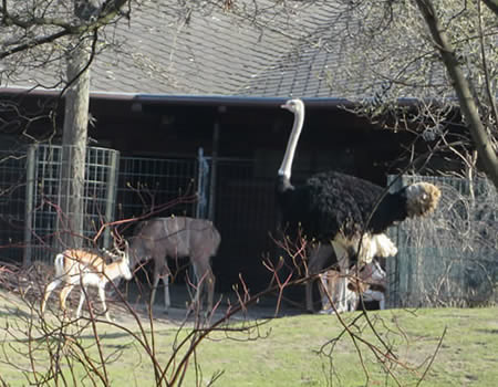 Berlin Zoo, free views of animals