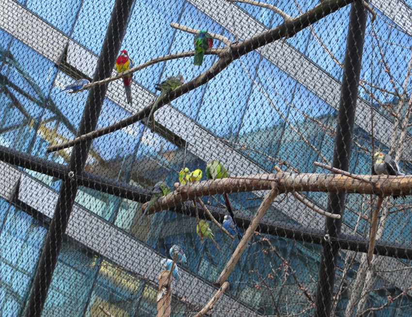 A hidden Berlin attraction - colourful exotic birds from all over the world