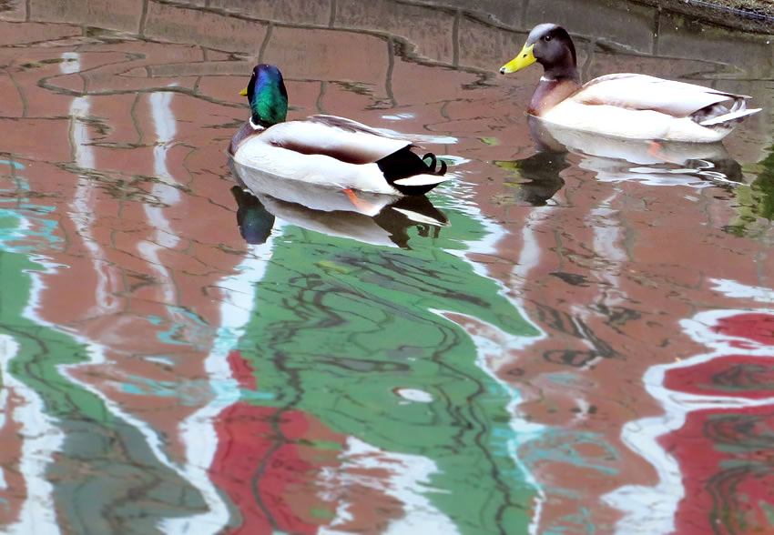 Ducks and reflected grafitti, River Panke, Wedding, Berlin