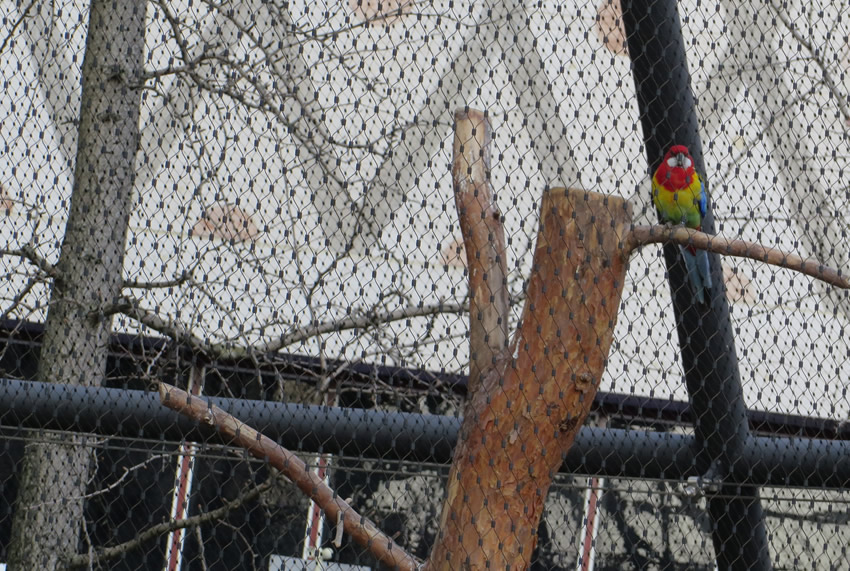 Parrots and tropical birds near Kurfürstendamm, Berlin